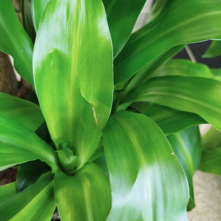 Dracena wonna (Dracaena fragrans 'Massangeana') 150cm