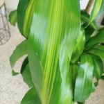 Dracena wonna (Dracaena fragrans 'Massangeana') 150cm