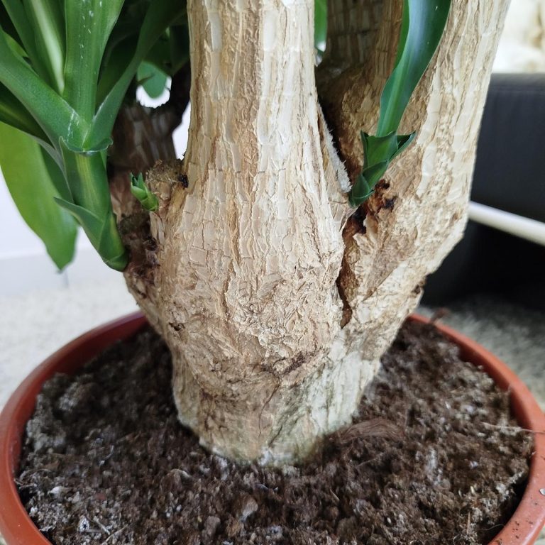 Dracena wonna (Dracaena fragrans 'Massangeana') 150cm