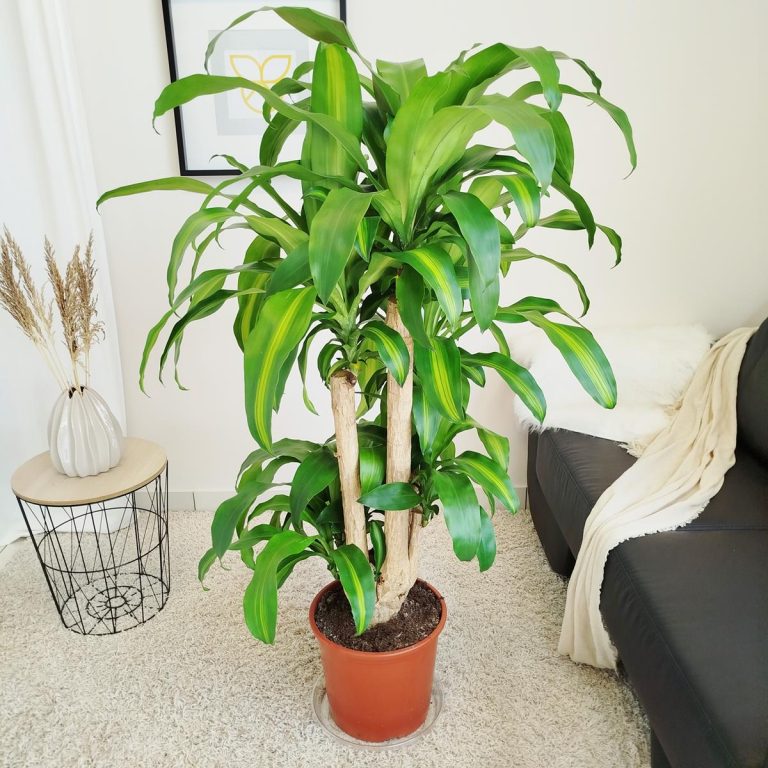 Dracena wonna (Dracaena fragrans 'Massangeana') 150cm
