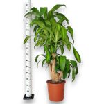 Dracena wonna (Dracaena fragrans 'Massangeana') 150cm