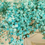 Gipsówka żywa gotowy bukiet niebieski duży