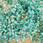 Gipsówka żywa gotowy bukiet niebieski duży