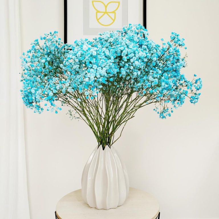 Gipsówka żywa gotowy bukiet niebieski duży