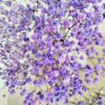 Gipsówka stabilizowana wiecznie żywa fioletowa mały bukiet