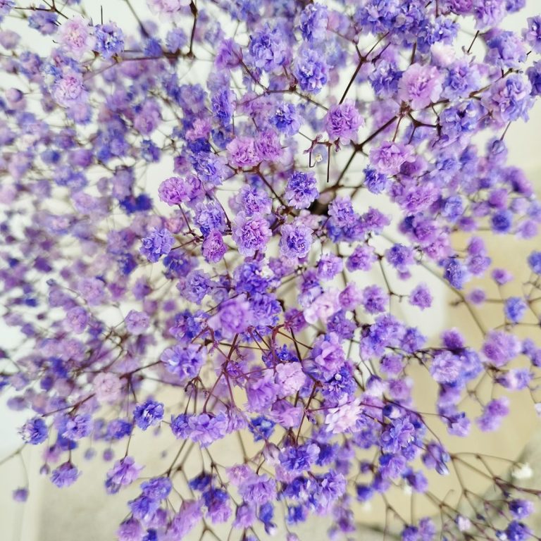 Gipsówka stabilizowana wiecznie żywa fioletowa mały bukiet