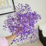 Gipsówka stabilizowana wiecznie żywa fioletowa mały bukiet