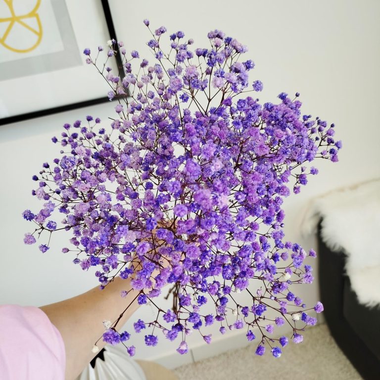 Gipsówka stabilizowana wiecznie żywa fioletowa mały bukiet