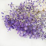 Gipsówka stabilizowana wiecznie żywa fioletowa mały bukiet