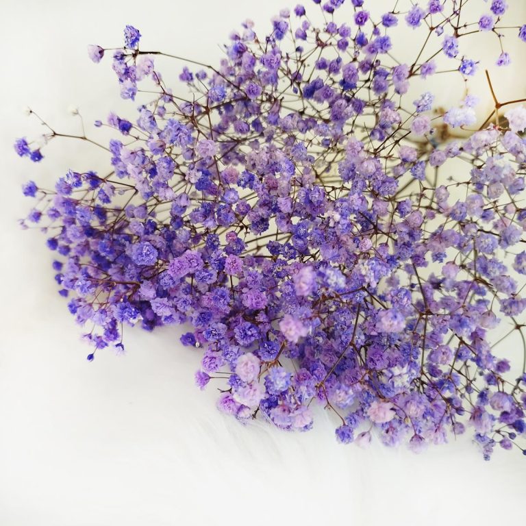 Gipsówka stabilizowana wiecznie żywa fioletowa mały bukiet