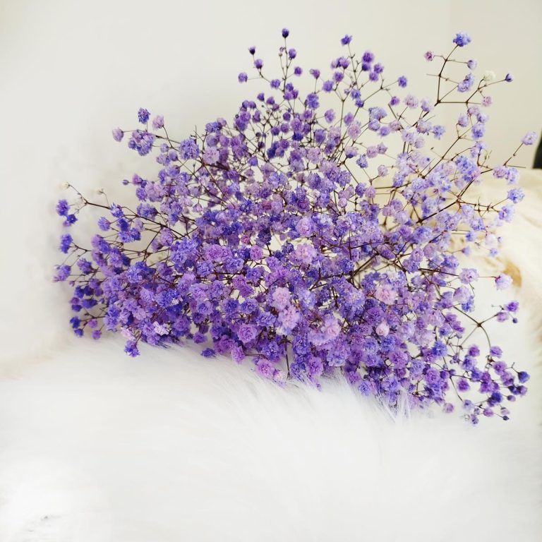 Gipsówka stabilizowana wiecznie żywa fioletowa mały bukiet