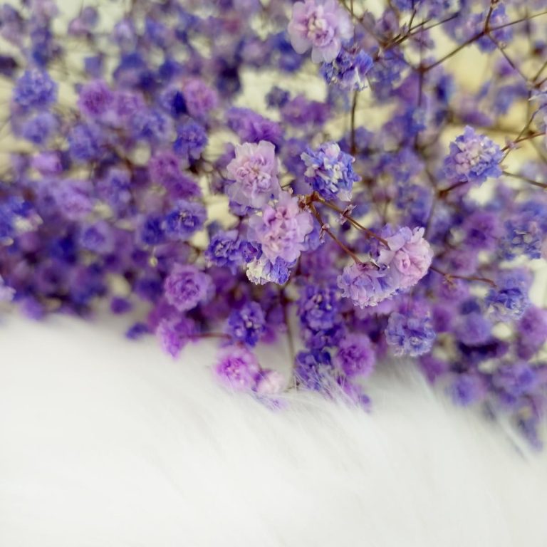 Gipsówka stabilizowana wiecznie żywa fioletowa mały bukiet