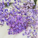 Gipsówka stabilizowana wiecznie żywa fioletowa mały bukiet