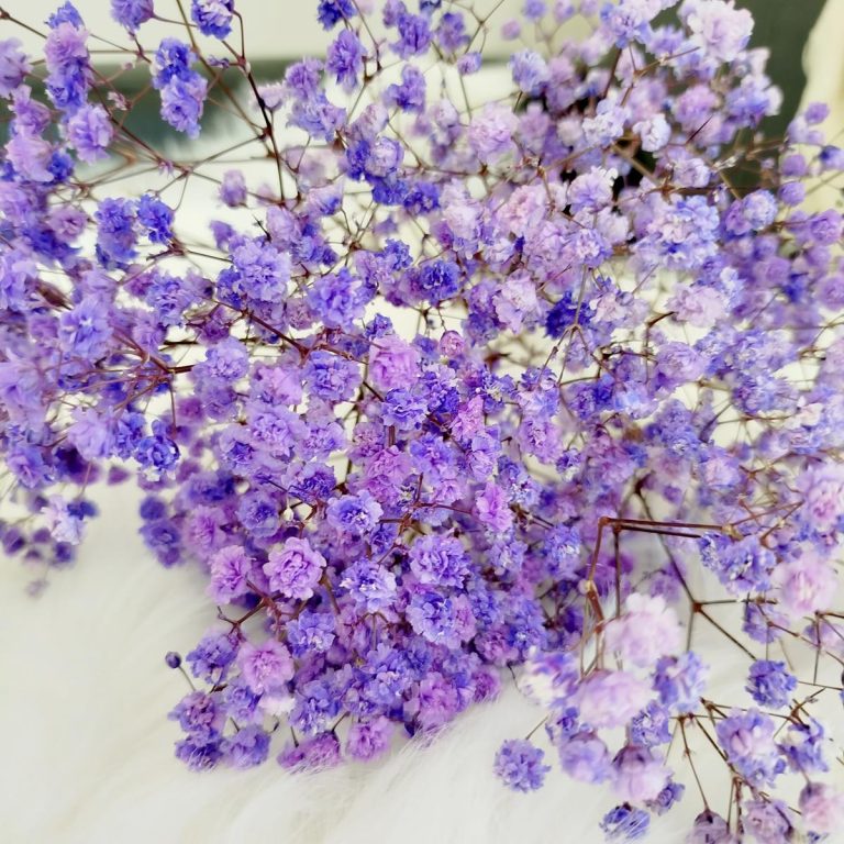 Gipsówka stabilizowana wiecznie żywa fioletowa mały bukiet