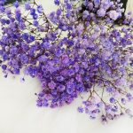 Gipsówka stabilizowana wiecznie żywa fioletowa mały bukiet