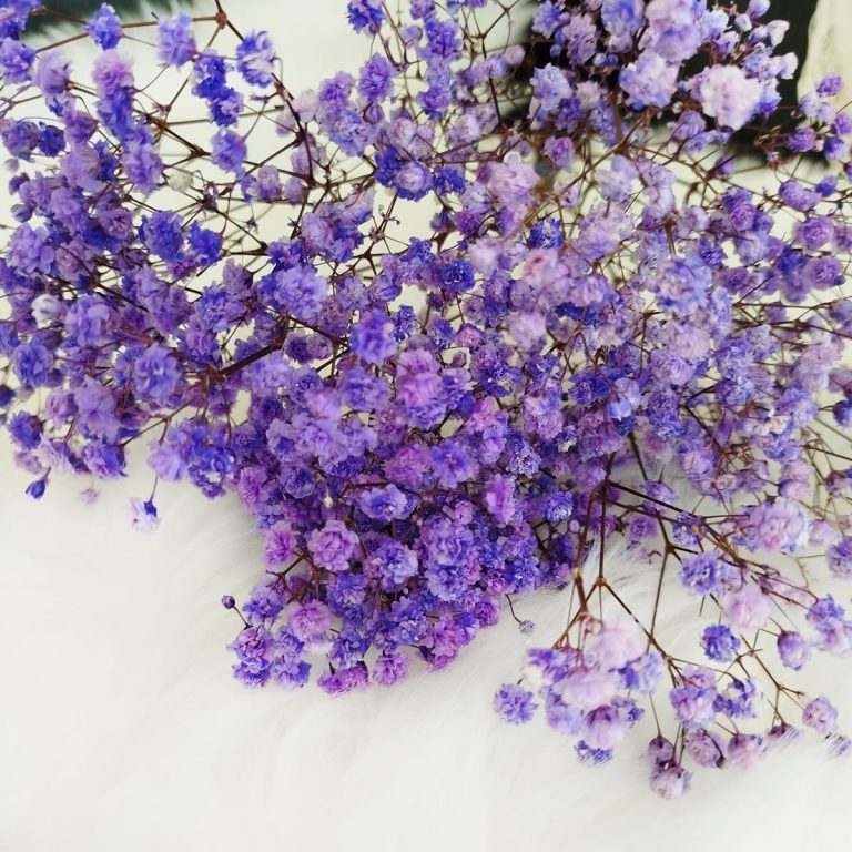 Gipsówka stabilizowana wiecznie żywa fioletowa mały bukiet