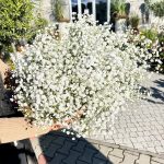 Gipsówka żywa gotowy bukiet Biały duży