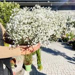 Gipsówka żywa gotowy bukiet Biały duży