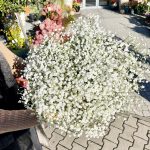 Gipsówka żywa gotowy bukiet Biały duży