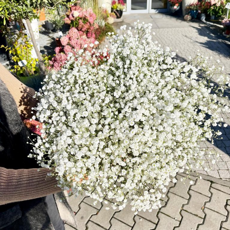 Gipsówka żywa gotowy bukiet Biały duży