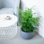 Palma Chamedora wytworna (Chamaedorea elegans) 60cm