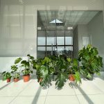 Monstera dziurawa (Monstera deliciosa) 130cm