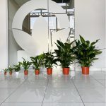 Skrzydłokwiat (Spatiphyllum 'Sensation') 120cm