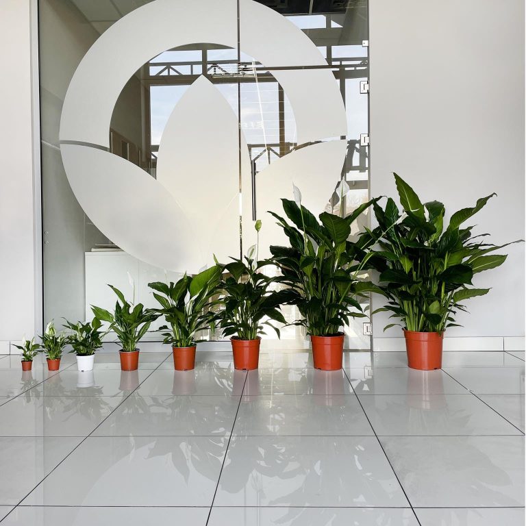 Skrzydłokwiat (Spatiphyllum 'Sensation') 120cm