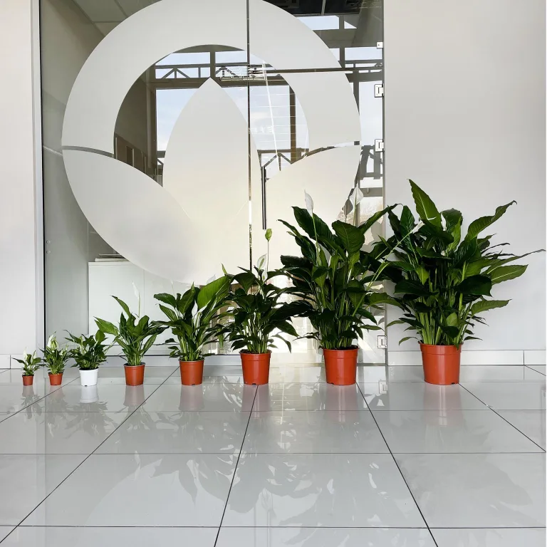 Skrzydłokwiat (Spatiphyllum 'Sensation') 120cm