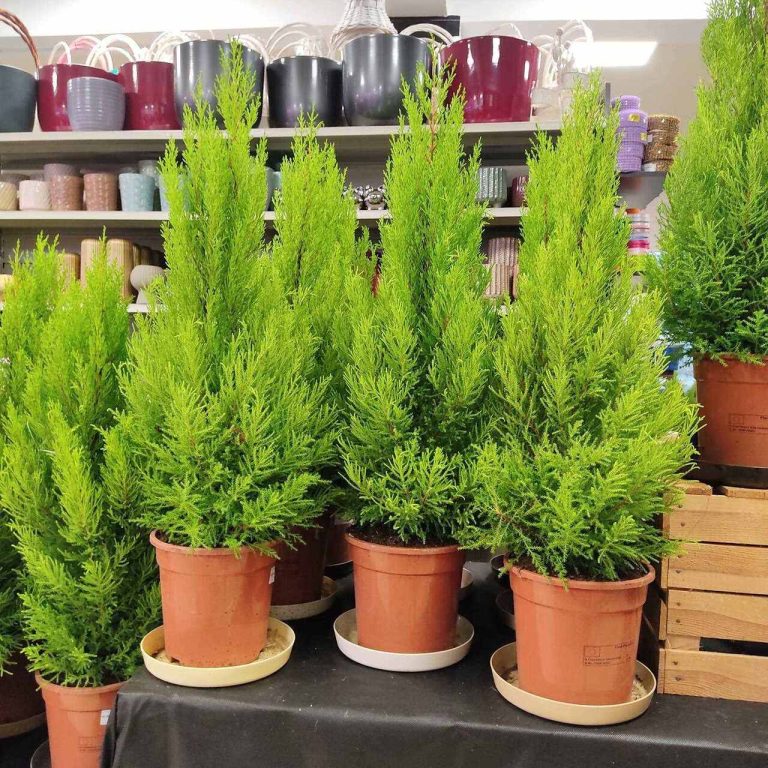 Cyprysik (Cupressus 'Goldcrest Wilma') drzewko świąteczne 90cm