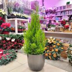 Cyprysik (Cupressus 'Goldcrest Wilma') drzewko świąteczne 90cm