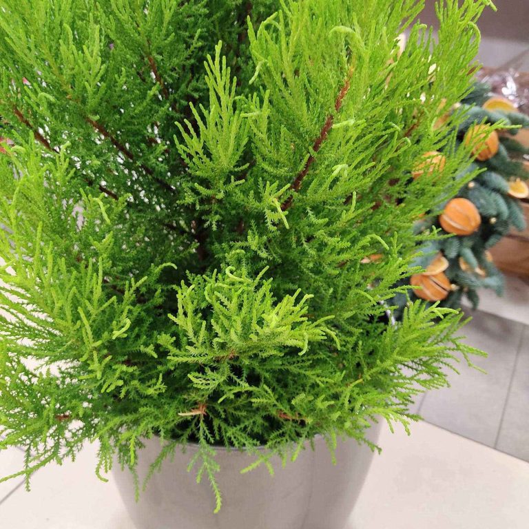 Cyprysik (Cupressus 'Goldcrest Wilma') drzewko świąteczne 90cm