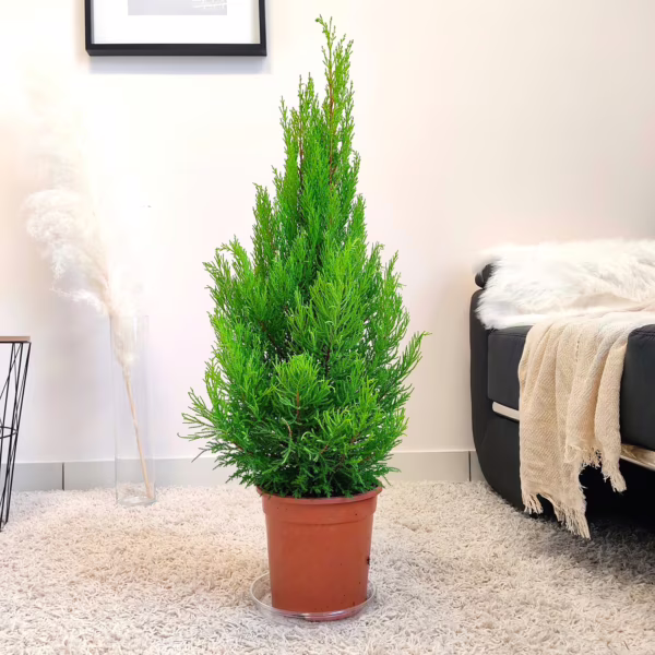 Cyprysik (Cupressus 'Goldcrest Wilma') drzewko świąteczne 85-95cm