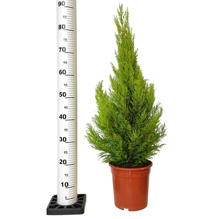Cyprysik (Cupressus 'Goldcrest Wilma') drzewko świąteczne 90cm