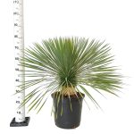 Juka rostrata (Yucca rostrata) 80cm