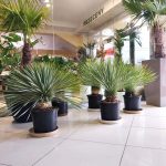 Juka rostrata (Yucca rostrata) 80cm