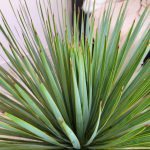 Juka rostrata (Yucca rostrata) 80cm