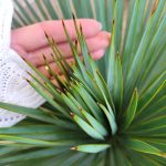 Juka rostrata (Yucca rostrata) 80cm