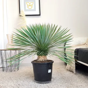 Juka rostrata (Yucca rostrata) 80cm
