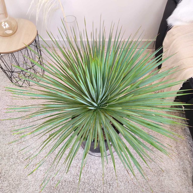 Juka rostrata (Yucca rostrata) 80cm