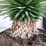 Juka rostrata (Yucca rostrata) 80cm