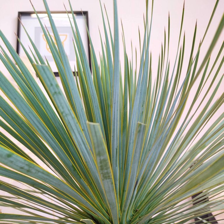 Juka rostrata (Yucca rostrata) 80cm