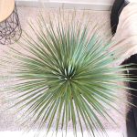 Juka rostrata (Yucca rostrata) 80cm