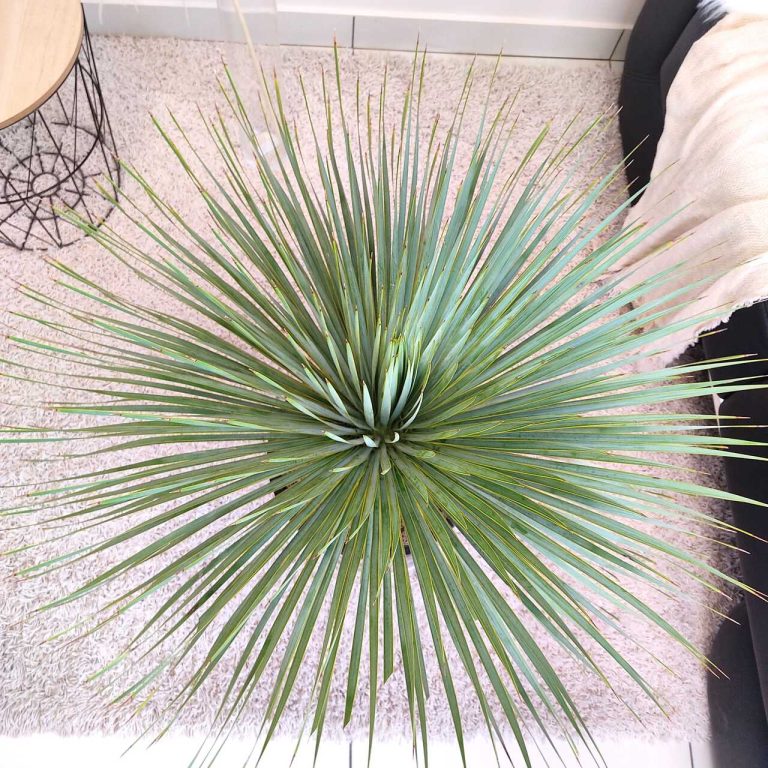 Juka rostrata (Yucca rostrata) 80cm