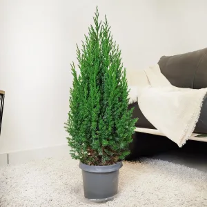 Jałowiec chiński (Juniperus chinensis 'Stricta') mini choinka 70cm