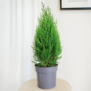 Jałowiec chiński (Juniperus chinensis 'Stricta') mini choinka 60cm