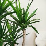 Juka gwatemalska, stopa słonia (Yucca elephantipes) 165cm