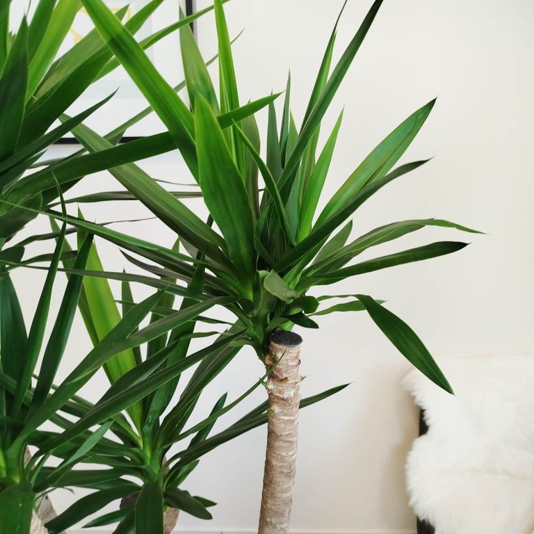 Juka gwatemalska, stopa słonia (Yucca elephantipes) 165cm