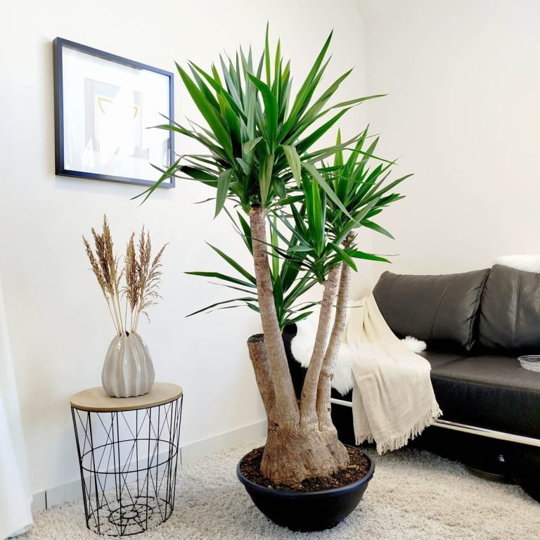 Juka gwatemalska, stopa słonia (Yucca elephantipes) 165cm