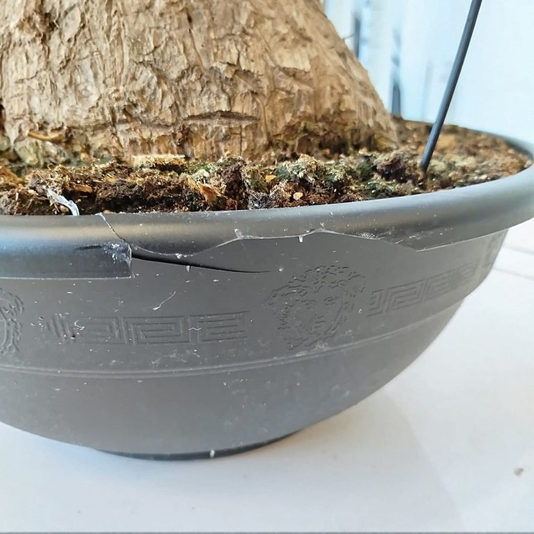 Juka gwatemalska, stopa słonia (Yucca elephantipes) 165cm